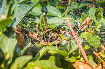 The spider sits in its web. Cobweb on bushes outdoors. Spider web on the bushes in summer