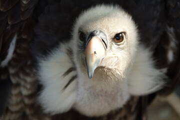 vautour fauve face gros plan