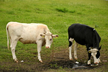 A completely white and a black and white cow grazing together next to a lush field, meadow, or pastureland seen on a cloudy yet warm summer day on a Polish countryside