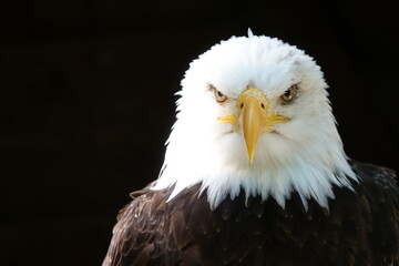 pygargue à tête blanche vue face