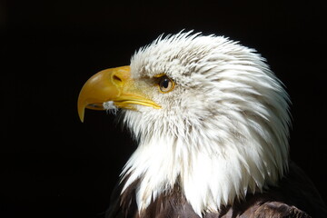 pygargue vue profil fond sombre