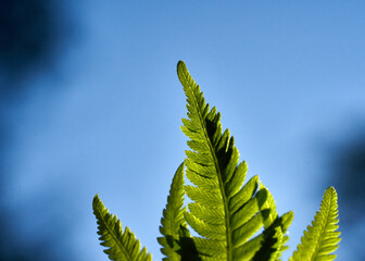 green fern leaf