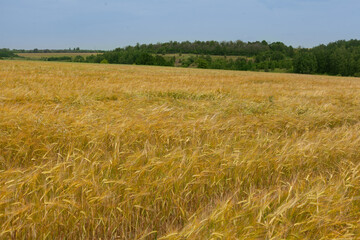 Field of barley