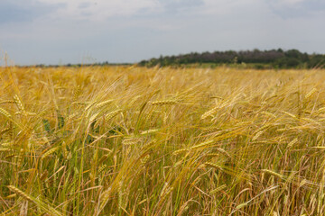 Field of barley