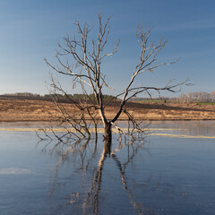 Lonely old dry tree at frozen lake with a reflection in the ice surface