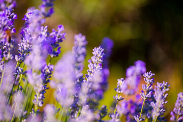 Fototapeta premium Lavander field