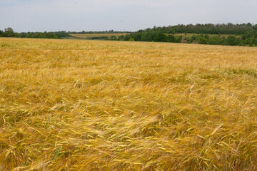 Field of barley