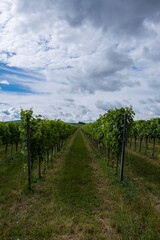 Fototapeta premium green vineyards landscape in summer time 