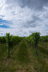 Fototapeta na wymiar green vineyards landscape in summer time 