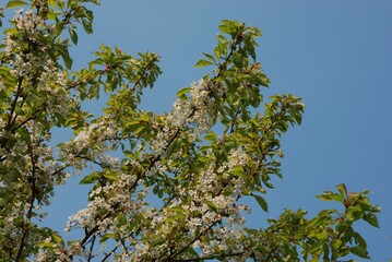 cherry on blue sky background