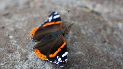 Fototapeta na wymiar motyl, insekt, colorful