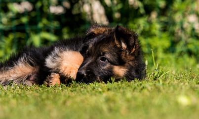german shepherd puppy on green grass