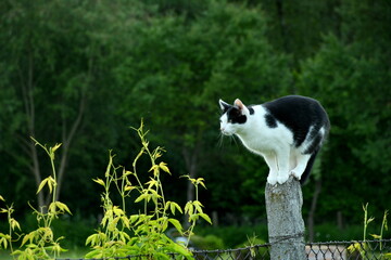 Close up on a black and white cat standing on a concrete pole being a part of a metal fence support next to some vines or other shrubs with a dense forest or moor behing the furry animal