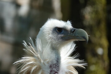 vautour fauve adulte vue profil