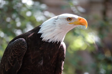 Obraz premium pygargue en foret