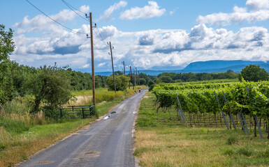 Fototapeta na wymiar road in green vineyards landscape 