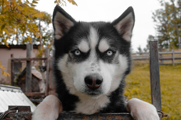 Husky dog ​​in sharpness. Behind the dog is not sharp. Tree branches.