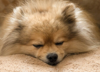 Obraz premium The dog is sleeping sweetly on a soft pillow