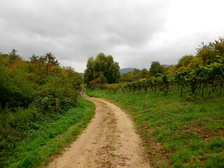 Wanderweg in den Weinbergen