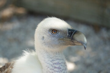 vautour fauve vue profil