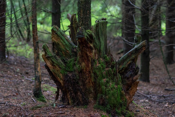 An old tree stump covered with moss