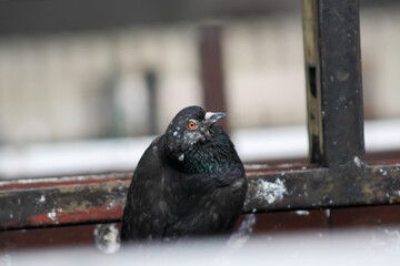 pigeon on the balcony railing of the building
