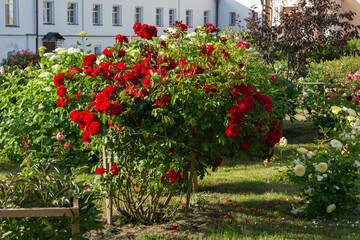 Fototapeta na wymiar red flowers roses in the garden