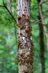 Scattered moss on a tree in closeup