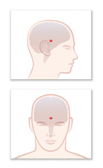 PINEAL GLAND or THIRD EYE. Lateral and frontal view with position in the human brain. Isolated vector graphic illustration on white background.
