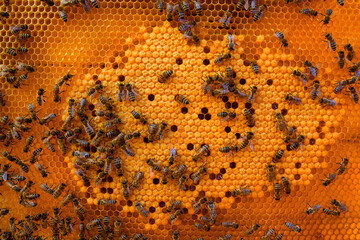 bee colony on combs, worker bees