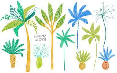 Exotic Set Of Isolated Tropical Plants.