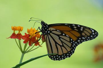 Fototapeta na wymiar Butterfly 2019-229 / Monarch butterfly (Danaus plexippus)
