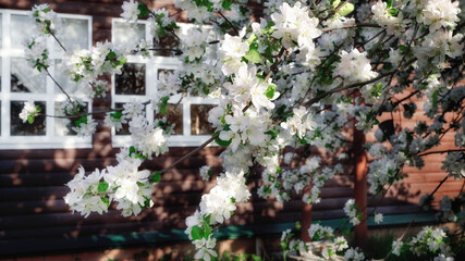 Fototapeta na wymiar Blooming apple branch on the background of a wooden house with white windows
