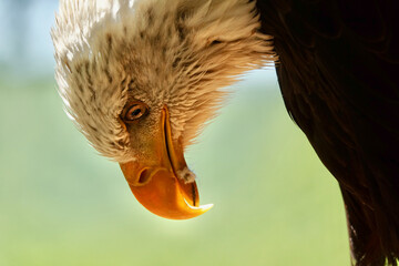 pygargue adulte en pleine nature