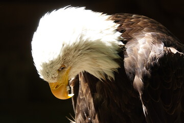 pygargue regard vers le bas