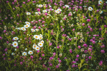Fototapeta premium pink flowers in the field. Cammomile and clovers
