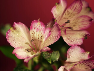 pink flowers