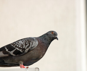 pigeon on the balcony railing of the building