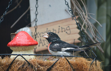 Birds love their Nuts