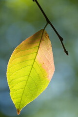 Ein sehr heller grün rosa Blatt an einem dünnen Ast vor einem grün blauen, unscharfen Hintergrund, vor der Sonne beleuchtet.