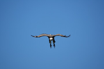 vautour fauve en vol