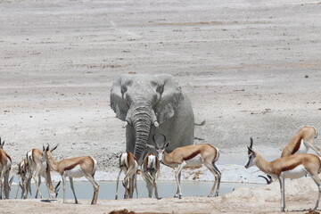 Fototapeta na wymiar impala in the savannah