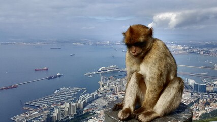 Affenfels Gibraltar 