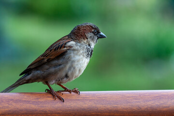 Wildlife Sparrow on a twig.