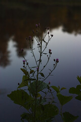 flowering plant on the shore of a small lake