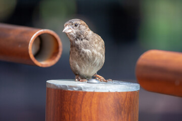 Wildlife Sparrow on a twig.