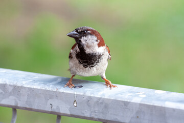 Wildlife Sparrow on a twig.