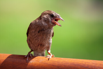 Wildlife Sparrow on a twig.