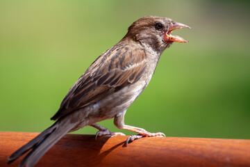 Wildlife Sparrow on a twig.