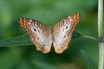 Butterfly 2019-232 / White peacock butterfly (Anartia jatrophae)